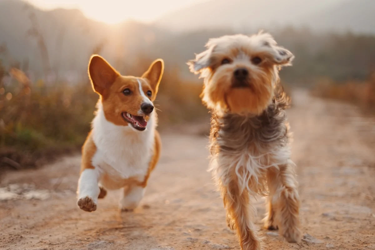 Happy dogs playing together at daycare