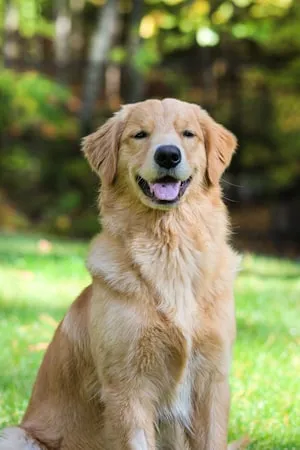 Baxter, a golden retriever