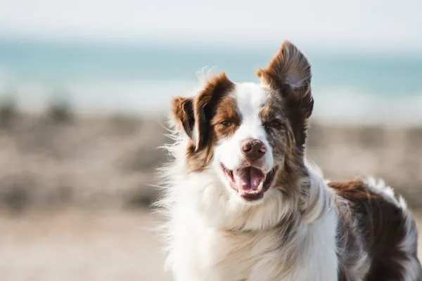 Two dogs running and playing together