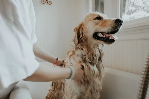 Freshly groomed dog wrapped in a towel