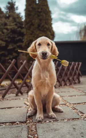Luna, a yellow labrador