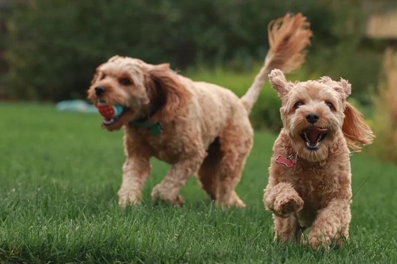 Happy Tails Daycare website preview